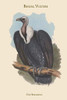 Gyps Bengalensis - Bengal Vulture Poster Print by John  Gould - Item # VARBLL0587313625