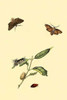 Surinam Butterflies, Moths & Caterpillars Poster Print by Jan Sepp - Item # VARBLL0587309911
