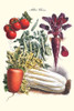 Vegetables; Carrot, Beet, Tomato, & Celery.  Illustration from a famous French seed catalog and the vegetables that can be grown. Poster Print by Philippe-Victoire Lev_que  de Vilmorin - Item # VARBLL0587286202