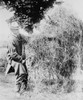 President Coolidge Loading Hay Poster Print - Item # VARBLL058756583L