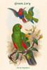 Eclectus Polychlorus - Green Lory Poster Print by John  Gould - Item # VARBLL0587317906