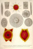 amoeboid holoplanktonic protozoans called Radiolaria with mineral skeleton with an inner endoplasm and ectoplasm Poster Print by Ernst  Haeckel - Item # VARBLL058764528L