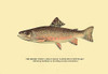 Charles Zibeon Southard penned a book about Trout fishing in America and this illustration showed one of the species. Poster Print by H.H. Leonard - Item # VARBLL0587023104