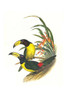 Pteroglossus inscriptus inscruptus Poster Print by John  Gould - Item # VARBLL0587292377