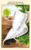 Half length white carrot Poster Print by unknown - Item # VARBLL0587409061