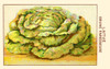 Lazy brown lettuce Poster Print by unknown - Item # VARBLL0587408987