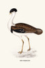 Otis Nigriceps-A Century of Birds from the Himalaya Mountains-John Gould & Wm. Hart Poster Print by John Gould - Item # VARBLL0587392949