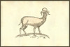 Agnus capite monstrifico, lamb with monstrous head.   From the 1642 book Monstrorum Historia by Ulisse Aldrovandi .   He is considered the founder of modern Natural History. Poster Print by Ulisse Aldrovandi - Item # VARBLL0587418249