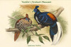 Euplocamus Vieillotti -Vieillot's Fireback Poster Print by John  Gould - Item # VARBLL0587319194