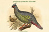 Ithaginis Geoffroyii -  Geoffroy's Francolin Pheasant Poster Print by John  Gould - Item # VARBLL0587319399