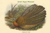 Argustianus Argus - Great Argus Pheasant Poster Print by John  Gould - Item # VARBLL0587319486
