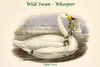 Cygnus Ferus - Wild Swan - Whooper Poster Print by John  Gould - Item # VARBLL058732113x