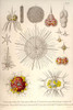 amoeboid holoplanktonic protozoans called Radiolaria with mineral skeleton with an inner endoplasm and ectoplasm Poster Print by Ernst  Haeckel - Item # VARBLL058764512L