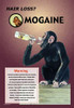 The monkey covered with hair spoofs the use of Rogaine the hair loss rejuvenator as he drinks from a large bottle Poster Print by Wilbur Pierce - Item # VARBLL0587148918