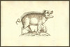 Sus biceps, two-headed pig.   From the 1642 book Monstrorum Historia by Ulisse Aldrovandi .   He is considered the founder of modern Natural History. Poster Print by Ulisse Aldrovandi - Item # VARBLL0587417994