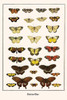 Nymphalidae, Tigridia acesta, Lycaenidae, Setabis epitus, Pierinae,  Coliadinae, Melete lycimnia, Melinaea mneme, Papilionidae,  Papilo polytes Poster Print by Albertus  Seba - Item # VARBLL0587298715