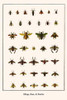 Heteroptera, Hymenoptera, Coleoptera, Apoidea Poster Print by Albertus  Seba - Item # VARBLL0587299177