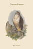 Buteo Vulgaris - Common Buzzard Poster Print by John  Gould - Item # VARBLL0587313730