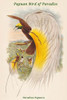 Paradisea Papuana - Papuan Bird of Paradise Poster Print by John  Gould - Item # VARBLL0587320443