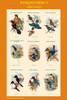Composite Kingfisher Poster for Classrooms Poster Print by John  Gould - Item # VARBLL0587318252