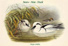 Mergus Arbellus - Smew - Nun - Duck Poster Print by John  Gould - Item # VARBLL0587320184