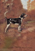 A dog stands majestic against the woods. Poster Print by T. Ivester Llyod - Item # VARBLL0587047437