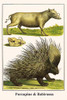 Hystrix cristata, Babyrousa babyrussa Poster Print by Albertus  Seba - Item # VARBLL0587296755