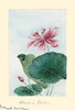 Japanese print of Drawing shows the large leaves and pink blossoms of the lotus plant. Poster Print by Megata Morikaga - Item # VARBLL0587419172