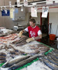 Fish on Ice for Sale Poster Print - Item # VARBLL058759386L