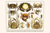 Crustacea, Decapoda, Brachyura, Dromiidae, dormia, Majidae, Gecarnicinidae, Grapsidae,Ocypodidae, Portunidae, Anomura, Lithodidae, Poster Print by Albertus  Seba - Item # VARBLL0587297948