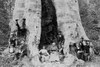 People at base of sequoia tree "Mother of the forest" was stripped for exhibition, Calaveras Grove, California. Poster Print by Underwood & Underwood - Item # VARBLL0587336331