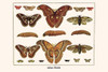 Saturniidae, Attacus atlas, Rothschildia hesprus, Xyleutes strix, Draconia peripheta, Entheus priassus Poster Print by Albertus  Seba - Item # VARBLL058729891x