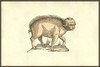 Foetus suinus humano vultu: a pig with a human face.   From the 1642 book Monstrorum Historia by Ulisse Aldrovandi .   He is considered the founder of modern Natural History. Poster Print by Ulisse Aldrovandi - Item # VARBLL0587418133