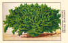 Chicoree Poster Print by unknown - Item # VARBLL0587408804