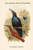 Craspedophora Magnifica - New-Guinea Bird of Paradise Poster Print by John  Gould - Item # VARBLL0587320427