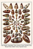 Conus, Conus geographus, Conus striatus, conus terebra, conus mustelinus, conus miles, conus capitaneus Poster Print by Albertus  Seba - Item # VARBLL0587298081