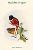Trogon Marabaricus - Malabar Trogon Poster Print by John  Gould - Item # VARBLL0587318589