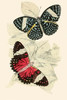 European Butterflies & Moths Poster Print by James  Duncan - Item # VARBLL0587322969