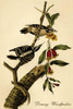 Hand-colored aquatint engraving by R. Havell from the first edition of The Birds of America. Poster Print by John James  Audubon - Item # VARBLL058764762L