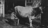 Milking a cow Poster Print - Item # VARBLL058755199L