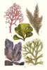 Seaweeds - Peacock's Tail Poster Print by James  Sowerby - Item # VARBLL058718714L