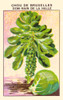 Brussels half dwarf cabbage Poster Print by unknown - Item # VARBLL058740888x
