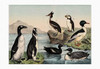 A collection of shore birds including a puffin, a duck, a cormorant, an auk, and a penguin. Poster Print by Heinrich V. Schubert - Item # VARBLL0587190337