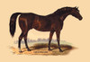 Celebrated English and French Thoroughbred Stallions from 1764 to 1887 publish in a book for the French and English markets to aid in tracing bloodlines Poster Print by L. Penicaut - Item # VARBLL0587052694