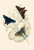 European Butterflies & Moths Poster Print by James  Duncan - Item # VARBLL0587323035