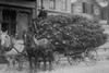 Load of Christmas Trees on Wagon drawn by horses Poster Print - Item # VARBLL058746131L