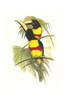 Pteroglossus aracari virgins Poster Print by John  Gould - Item # VARBLL0587292229