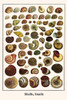 Planorbarius, Chloritis, Polygridae, Liguus Virgeneus, Architentonica picta Poster Print by Albertus  Seba - Item # VARBLL0587298065