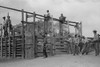 In Quemado, New Mexico, cowboys around the corral. Poster Print by Russell Lee - Item # VARBLL0587331453