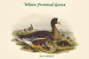 Anser Albifrons - White-Fronted Goose Poster Print by John  Gould - Item # VARBLL0587321083